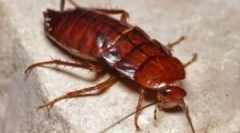 Eficacitatea capcanelor de lipire de la gandaci